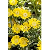Mittagsblume ‚White Wonder‘ – Delosperma Mit Weißen Blüten, Winterhart, Im 12cm Topf