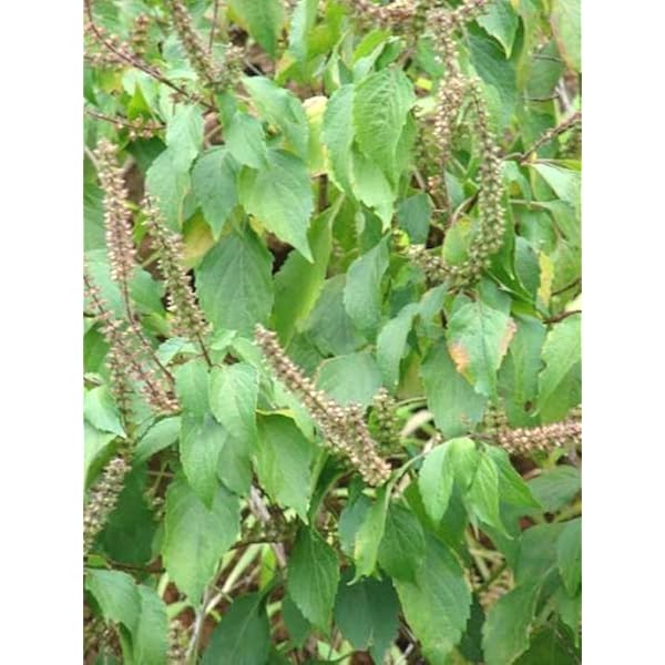 ADITYA GREEN PLANTS AGP Lavang Tulsi, Clove Basil/clove basil, African basil/Ocimum gratissimum Plant(1 live plant in poly bag) : Amazon.in: Garden & Outdoors