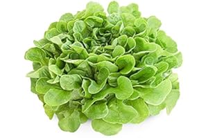 ACQUA TOWER GROWING SYSTEMS Lettuce Plants, 'Cut and Come Again', 12 x Full Plant Pack, Lettuces, Salads, Salad Plants, Garden Salad, Grow Your Own, Garden Ready and Ready to Plant, Premium Quality Lettuces