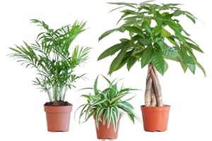 BloomPost Boîte S adaptée aux animaux - Plantes d'intérieur - Nécessite peu d'entretien - Plantes d'intérieur - Faciles à cultiver - Plantes de bureau - Idéales pour un air pur