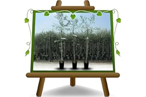 EURO PLANTS VIVAI Olivo árbol de aceitunas Ascolana – Planta frutero árbol máx. 160 cm – 3 años