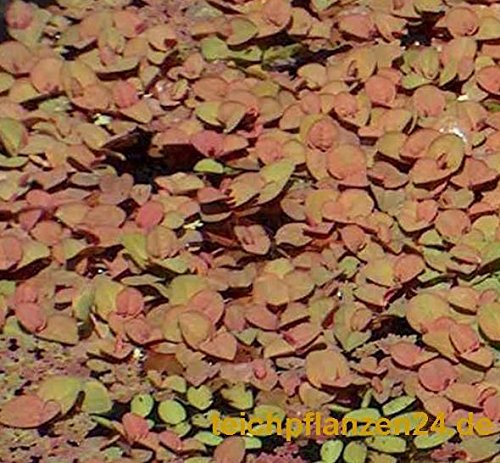 Mühlan – Pflanzenset für Teichkübel oder Miniteiche, Zwergseerose, Schwimmpflanzen, Wasserpflanzen, Sumpfpflanzen - 5