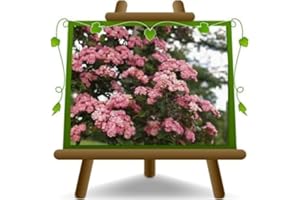 EURO PLANTS VIVAI Rosa trepadora Banksiae rosa Altura máxima 180 cm en maceta de 18 cm