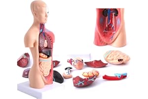 UIGJIOG Menschliches Körpermodell 28Cm, Anatomische Medizinische Innere Organe 15 Stücke Human Torso Anatomie-Modell Mit Herzkopf-Gehirn-Skelett-Modell Für Den Unterricht Kinder Anatomie-Bildung