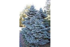 Tree Seeds Online - Picea Pungens Glauco. Colorado Blue Spruce. 50 Seeds - 5 Packs