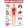 POSTER WALLAH Body Organ System Chart for Kids - Human Physiology Poster | Laminated | Wall Sticking Teachingnest (18x12 inch) - Paper