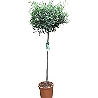 Olivenbaum - Halbstamm - Gut angewachsene Pflanzen. Tragen dieses Jahr Oliven.