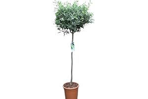 GARDEN MARKET PLACE Olea Europaea- Olive Trees - Standards -Large Bushy Established Plants Approx 1.5M Tall