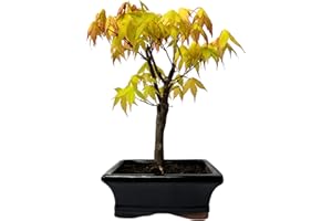 BONSAI LT Bonsai DE - Bonsai baum Japanischer Fächerahorn - Acer (Ahorn) bonsai bäume/Japanische Ahorne/baum ist 25-30 cm hoch (Orange dream P15 Gelb)