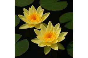 DAXTON-PLANT Lirio de agua amarillo para estanque de jardín, acuario, estanque natural, mini estanque, tubérculo con brotes, rosa de estanque, nenúfar