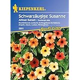Kiepenkerl Schwarzäugige Susanne African Sunset