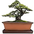 MUZHI Decorative Ceramic Bonsai Planter Pot 8.5 Inch with Tray, Breathable Unglazed Rectangle Terracotta Clay Pot for Tree Succulent Cactus Indoor Outdoor Red Brown