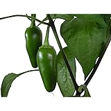 Jalapeno Early 10 Samen *Massenträger* -Frühreife Sorte-