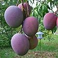 Miyazaki Mango Grafted Live World?s Costliest Purple Original Miyazaki Mango Plant Pack Of 1 Plant - Variety : Taiyo No Tamago Plant Height- 2 Ft To 3 Ft
