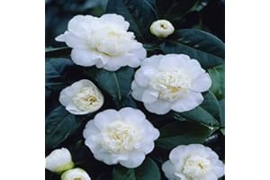 GARDENS4YOU Camellia Japonica White - 1 Shrub