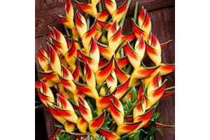 Haloppe 50 Pz Heliconia Fiori Piante Semi per la Piantagione del Giardino di Casa, Semi di Heliconia Pianta Ornamentale Giardino di Casa Balcone Ufficio Decorazione Bonsai Heliconia Seeds