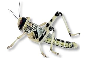 Livefood UK Live Locusts Medium size 15mm to 30mm MEGA TUB of 50 live locusts (2 tubs of 25 Reptile Livefood)