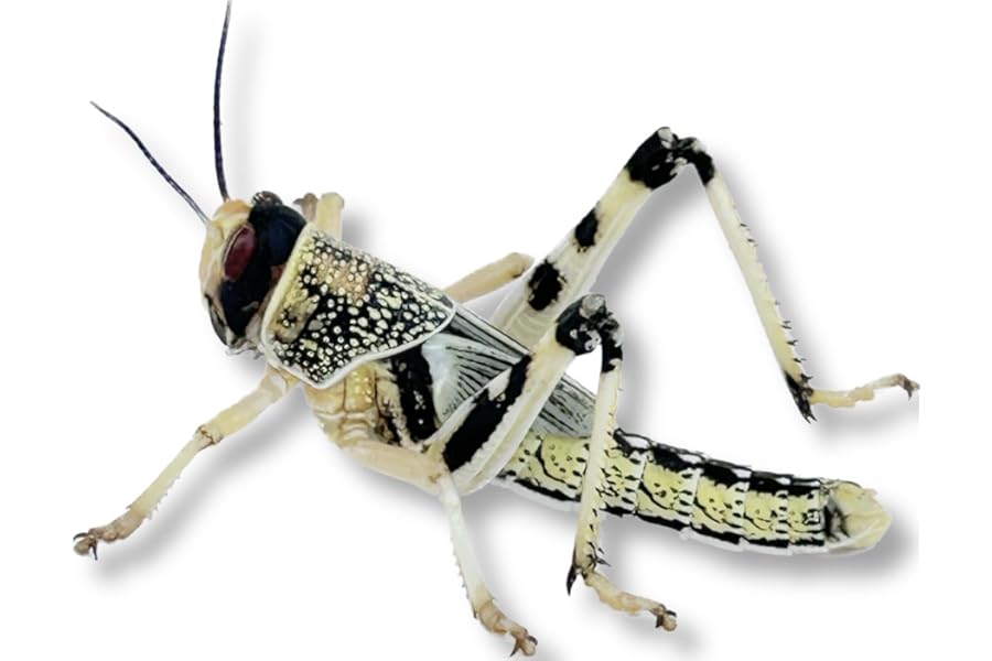 Livefood UK Live Locusts Medium size 15mm to 30mm MEGA TUB of 50 live locusts (2 tubs of 25 Reptile Livefood)