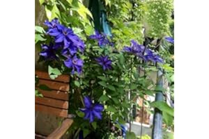 Clematide The President (per giardino, balcone e patio) - Vaso 1,5 Litro (Pianta Rampicante - Clematis Blu - Pianta Adulta) - Muri e Recinzioni, Pergola, Balconi e Terrazze | ClematisOnline