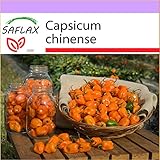 SAFLAX - Chile habanero amarillo - 10 semillas - Capsicum chinense