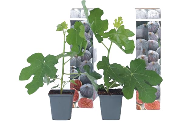 Plant in a Box - Ficus Carica 'Figuier' - Set de 2 - Pot 9cm - Hauteur 25-40cm