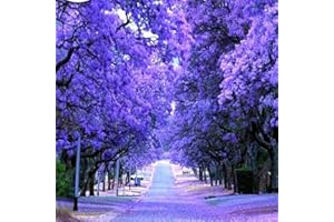 HAPPY GREEN SHOP Blue Bonsai Tree - 40 Seeds + freebie + Plant tag (Jacaranda mimosifola)