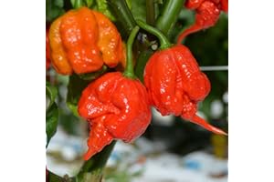 Saterkali Hot Pepper Seeds, 100/200Pcs Carolina Reaper Hot Pepper Chili Seeds Bonsai Vegetal Plant Decor 100pcs
