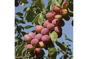 YOUGARDEN You Garden - Victoria Plum Patio Fruit Tree in a 5L Pot 80-100cm Tall Grow Your Own Fruit - Supplied as an Established Plum Tree Ready to Plant in Gardens