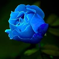 puran 100 Stück/Beutel Rosensamen Zum Pflanzen, Süß Hohe Keimrate Mehrfarbige Mehrjährige Pflanze Bonsai Rose Blumen…