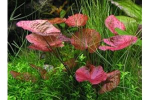 GÄRTNEREI - GARNELIO Garnelio – 3 x Tigerlotus – Nymphaea Lotus – Knolle – Planta de acuario