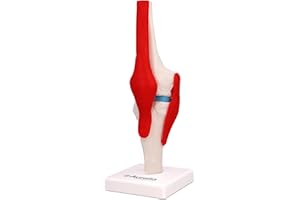 AURALIA MEDICAL GROUP Human Knee Joint Model with Knee Ligament, Life Size Anatomical Knee Joint Flexible Model for Teaching