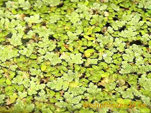 Mühlan – Gartenteich Schwimmpflanzenmix, 8 ausgewachsende Pflanzen, je 2 x Wassernuss, Muschelblume, Büschelfarn, Froschbiss - 7