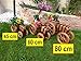 Produktbild Traktor mit Korb, XXL 80 cm, aus Korbgeflecht, Rattan, Weinkörbe, Weidenkorb, Pflanzkorb, Blumentopf, Blumentöpfe, Holzschubkarre, Pflanztrog, Pflanzgefäß, Pflanzschale, Blumentopf, Pflanzkasten, Übertopf, Übertöpfe, Pflanztrog, Pflanztopf groß hell natur unbehandelt für Gartenhaus, Blumentopf, Holz, Haus und Eingang, Gartendeko, Dekoration Pflanzgefäß, Pflanztöpfe Pflanzkübel