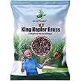 SRI SAI FORESTRY Napier Grass Seeds, Elephant Grass, Pennisetum purpureum,King Napier Multi Cutting, High Yielding Fodder, Australian Red Napier Grass