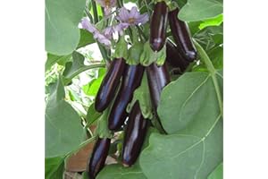 PRETTY WILD SEEDS Vegetable Seeds 60+ Varieties Carrot Pumpkin Cabbage Pea Tomato SWEETCORN Bean Turnip Swde Brussel Onion Cauliflower Fennel Beetroot Herbs (Aubergine Long Purple)