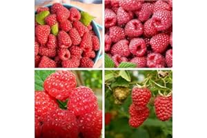 GENERIC Be-Creative Giant Red Raspberry Seeds, Finest Raspberry Seeds Garden Fruit Plant - Juicy and Delicious Raspberry Seeds (10)