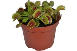 DECOALIVE Planta Carnívora Natural Dionaea Muscipula Venus Atrapamoscas Planta Viva Que Come Insectos