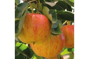 Thompson & Morgan Potted Mini Fruit Tree Apple, Ideal for Small Gardens & Patios, Heavy Cropping, Delicious Edible Fruit, Low Maintenance, 1 x Malus (Apple) Gala Plant in a 9cm Pot