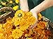 Weleda Calendula Baby Starter Kit