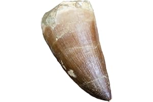 FIERCE FOSSILS Real FOSSIL MOSASAUR TOOTH - Excellent Fossil - Creataceous Period (65 Million Years+) - FOSSIL DINOSAUR TOOTH - Great Gift Idea