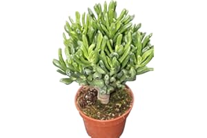 GARDEN MARKET PLACE Planta de interior para la casa o la oficina - Crassula Ovata Minor - conocida como Planta del dinero ó "Árbol de Jade”.