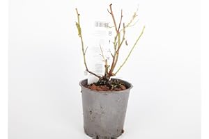 LINCOLNSHIRE POND PLANTS LTD Lincolnshire Fruits Blueberry - Blue Crop 2 Litre Potted.