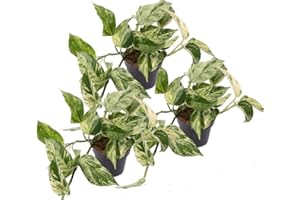 UNSERE-GAERTNEREI-MUELLER Efeutute, Scindapsus, (Epipremnum aureum) Sorte: Marble Queen, weiß-grünes gezeichnetes Blattwerk, rankend, Ampelpflanze, luftreinigend (3er Set im 12cm Topf)