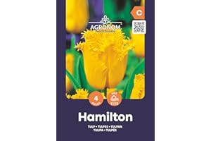AGRONOM TESTED IN THE GARDEN AGRONOM | TULIPANES - HAMILTON | Bulbos de flores perennes | Flores Amarillo | Se cultivan en jardines de flores, macetas, se plantan en céspedes en flor | Paquete de 4 bulbos de flores