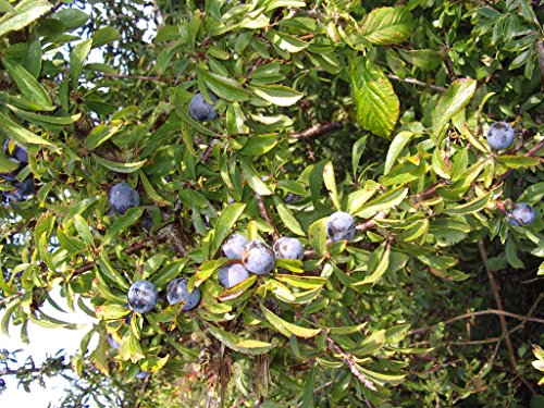5 x 3-4ft Blackthorn Hedging Plants Hedge Tree Sapling Whip, Prunus Spinosa,Edible Sloe Berries,Sloe Gin 90-120cm