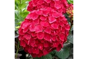 FLOWER FIELD STORY 50 Piezas De Mezcla Semillas De Hortensias Summer Blooming Emana Una Fragancia Encantadora Que Atrae A Las Mariposas Las Abejas Dan Vida A Tu Jardín