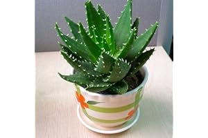 PERZOE 120 piezas de semillas de aloe vera, plantas suculentas de hierbas comestibles, decoración de bonsái para el jardín del hogar Semillas de aloe vera # 120 piezas