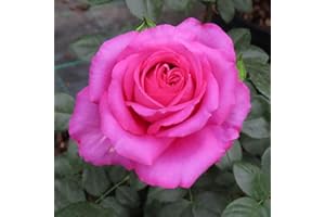 YouGarden Rose 'Fab at 70' â„¢, Potted in a 4 Litre Pot, Garden Ready, Birthday 70th Gift