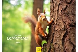 ‎EDITION SEIDEL Edition Seidel Premium Kalender Faszination Eichhörnchen 2024 DIN A3 Wandkalender Tierkalender Tiere im Wald Waldtiere Wildtiere