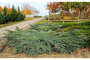 FLORANZA.DE Blauer Kriechwacholder Bodenwacholder Juniperus squamata Blue carpet Containerware 20-30 cm